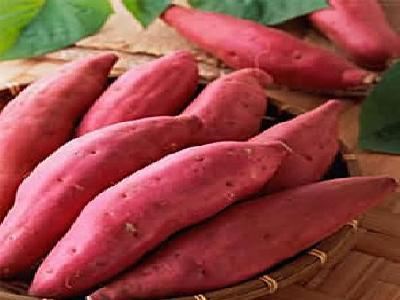 紅薯貯藏紅薯保鮮冷庫(kù)保鮮技術(shù)