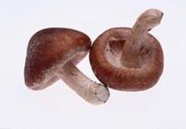 香菇冷庫(kù) 